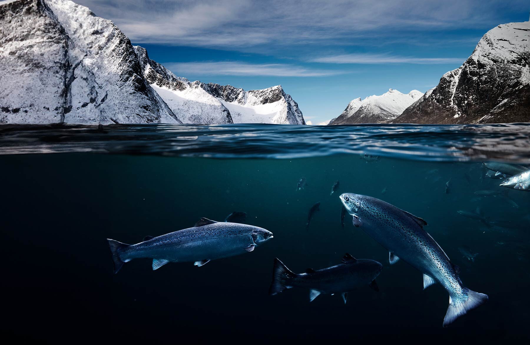 ノルウェー産サーモン