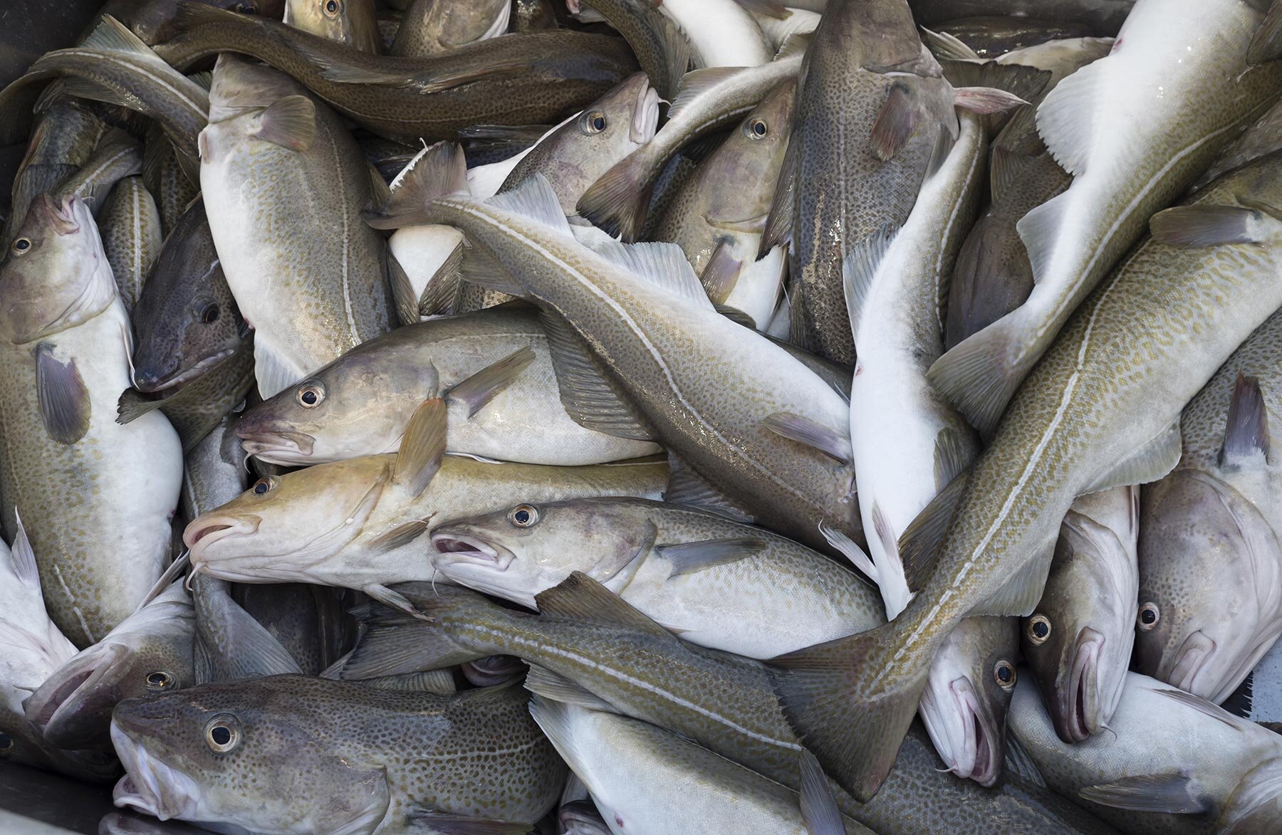 ノルウェーのスクレイ